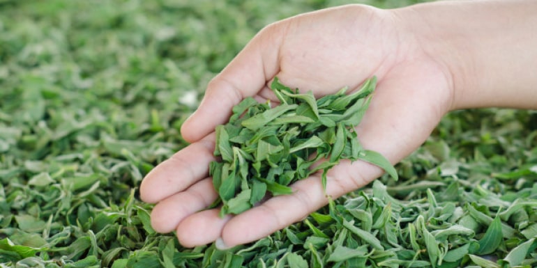 Hoja de stevia en polvo natural Myconatur